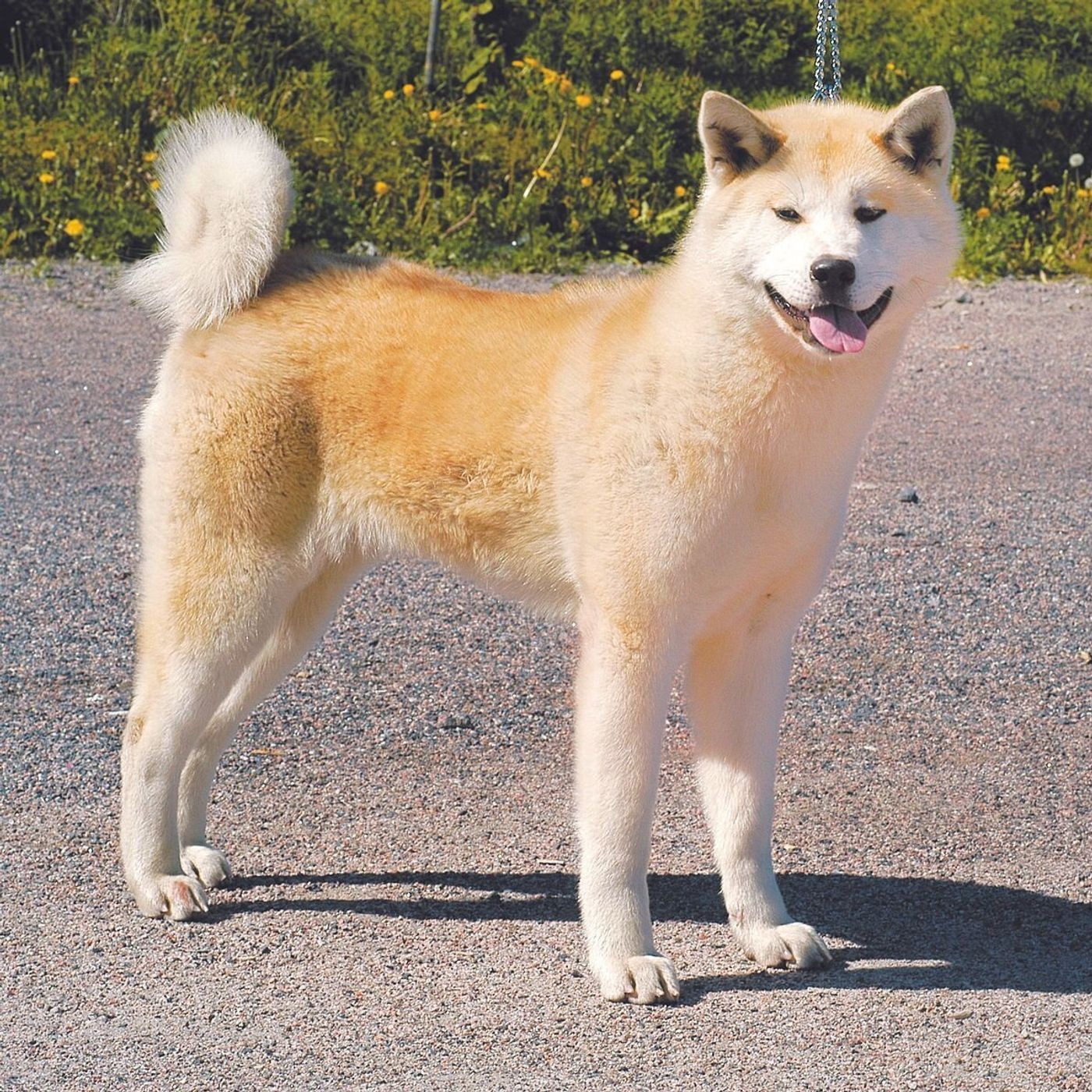 北海道犬 甲斐犬 四国犬 琉球犬 日本犬の魅力に触れよう いぬのきもちweb Magazine 北海道犬 甲斐犬 四国犬 琉球犬 日本犬の魅力に触れよう いぬのきもちweb Magazine
