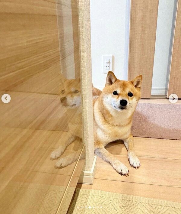 見つめるおまめちゃん