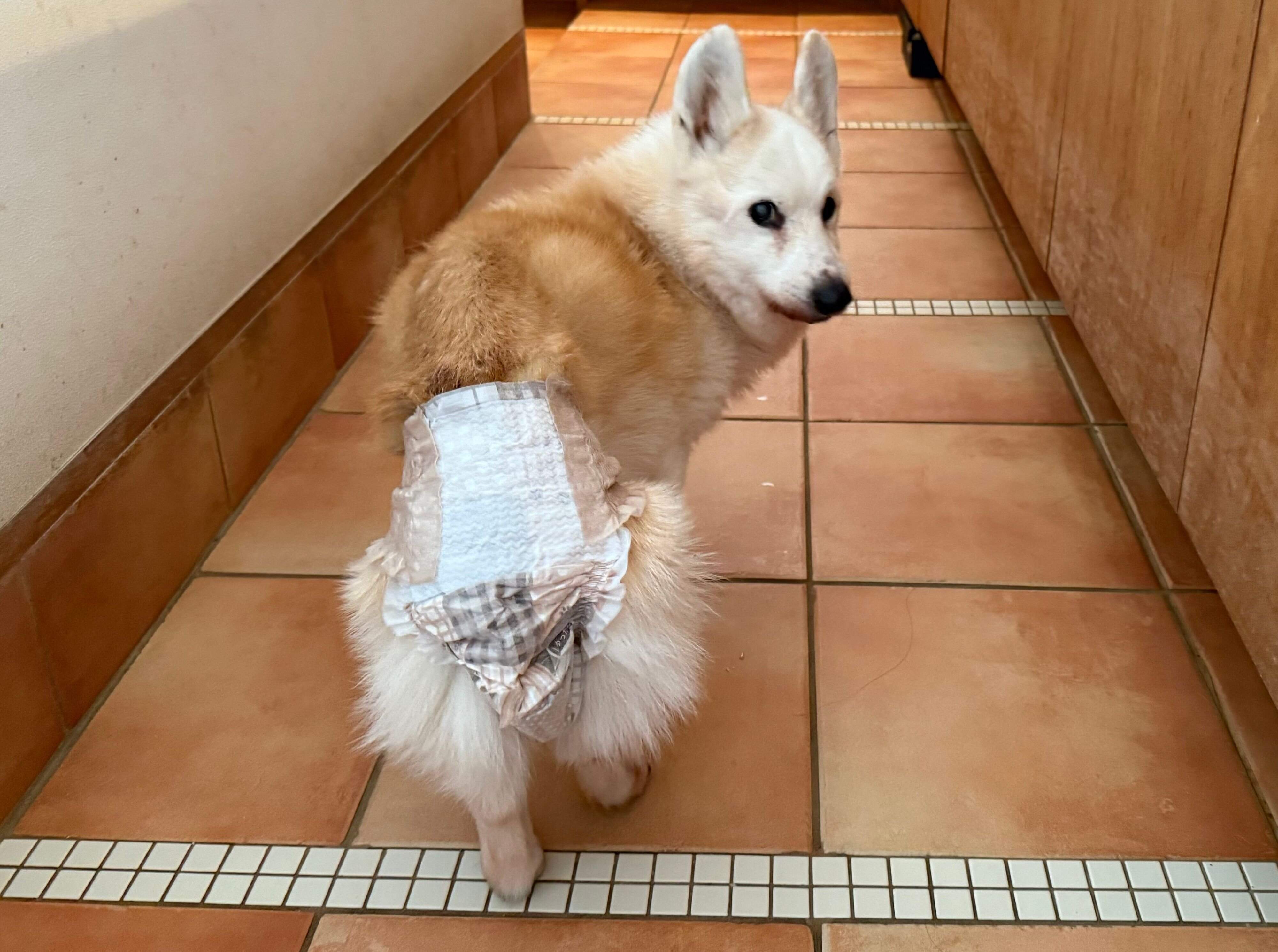 「エリエールPet キミおもい のびのび動けるアクティブウェア」をはいたウェルシュ・コーギー・ペンブローク