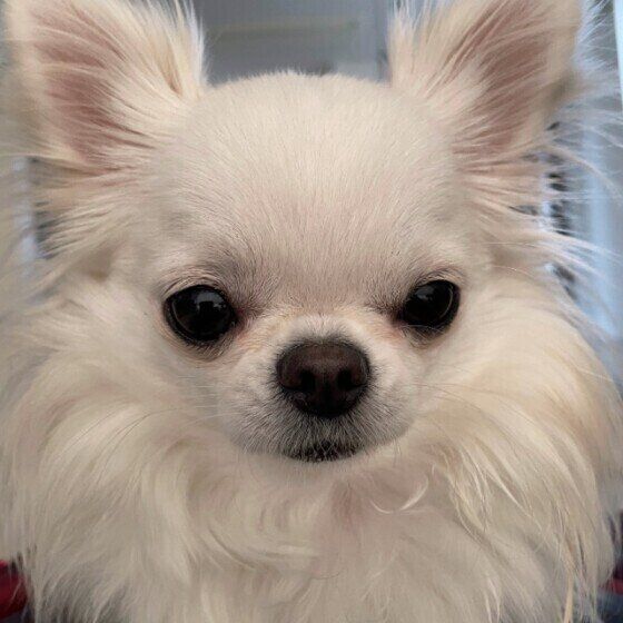 見つめるチワワ