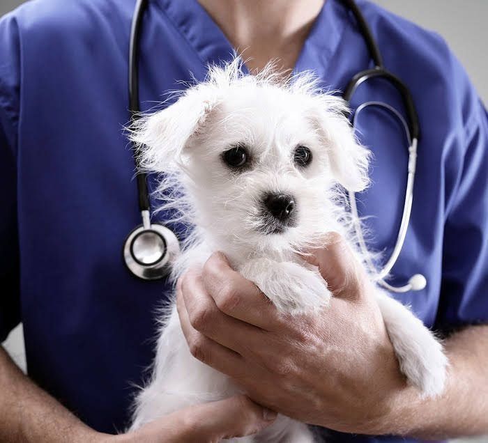 獣医師に抱かれる犬