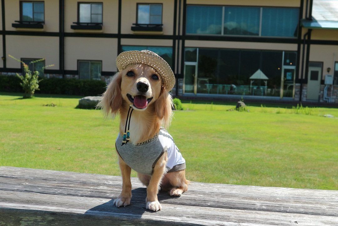 お散歩中のMIXレオ