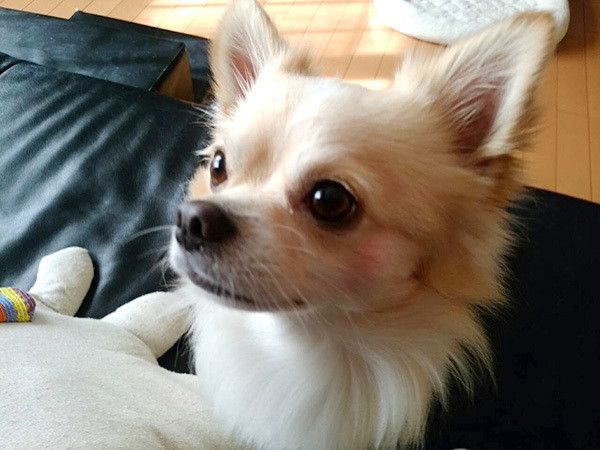 見つめるチワワ