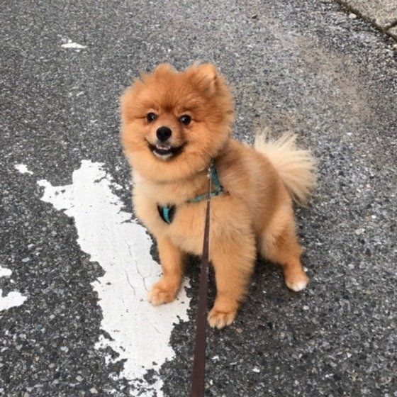 お散歩中のポメラニアン