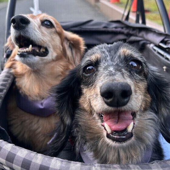 ニコニコの2ワン