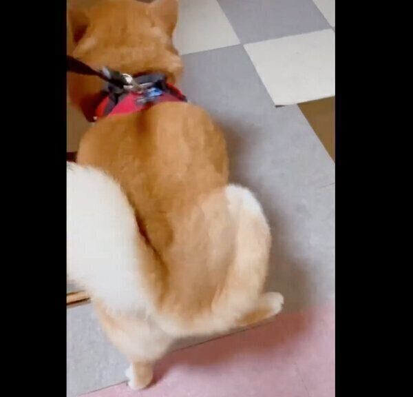 足踏みをする栗太郎くん