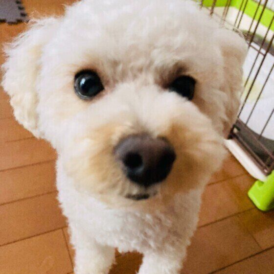 ピタッと固まっているときの犬の気持ちは？ いぬのきもち