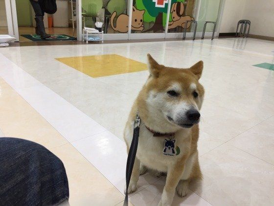 まだかな〜。お薬待ちの柴犬