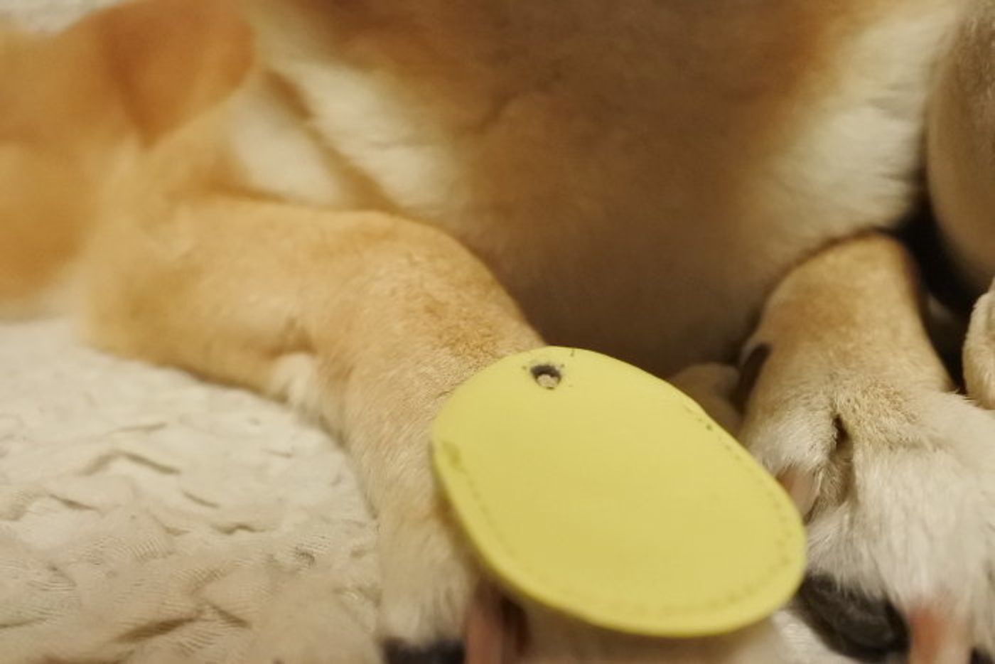 先史時代の パトロン ヒューマニスティック 犬 鑑札 ケース 100 均 Koddy Jp 先史時代の パトロン ヒューマニスティック 犬 鑑札 ケース 100 均 Koddy Jp