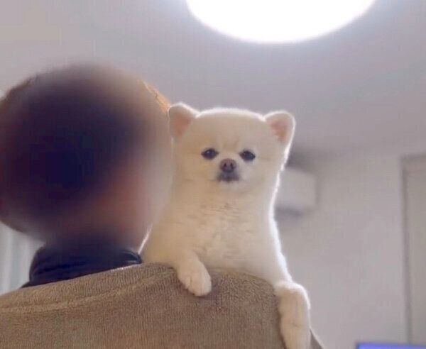 飼い主さんに甘えるぽんちゃん