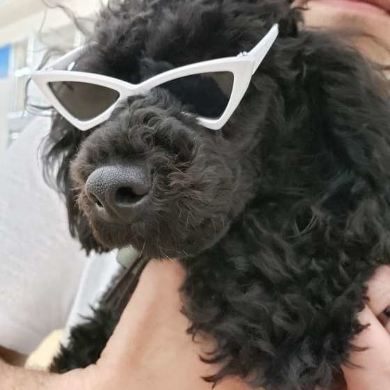 トイ・プードルの風太くん