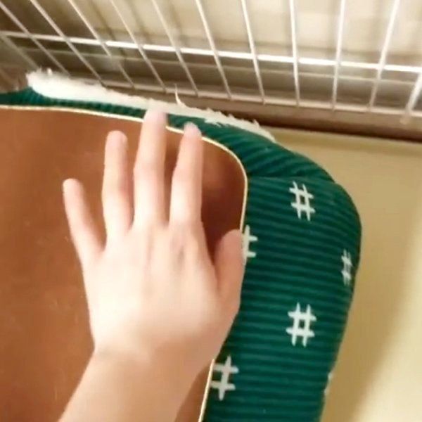 こたつに入るパグ