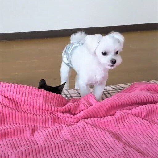 場所取りをするマルチーズ