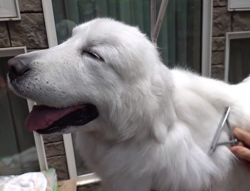 ブラッシングする犬