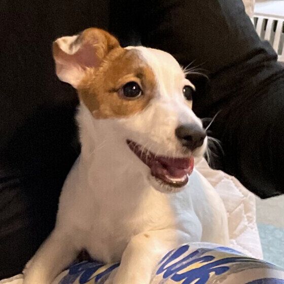 ご機嫌な明日叶ちゃん（ジャック・ラッセル・テリア）