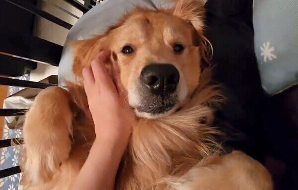 ナデナデしてもらうシャーロットちゃん