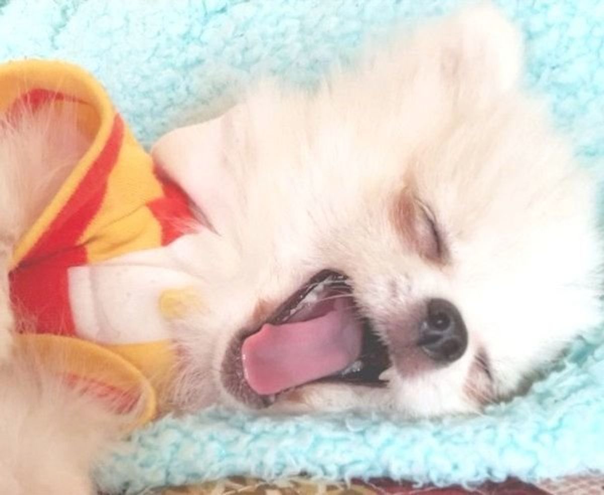 そんな表情 リアクション 反則だよ 可愛い 寝起き犬 5選 いぬのきもちweb Magazine そんな表情 リアクション 反則だよ 可愛い 寝起き犬 5選 いぬのきもちweb Magazine