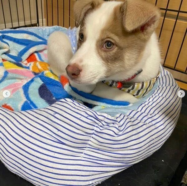 くつろぐバロンくん