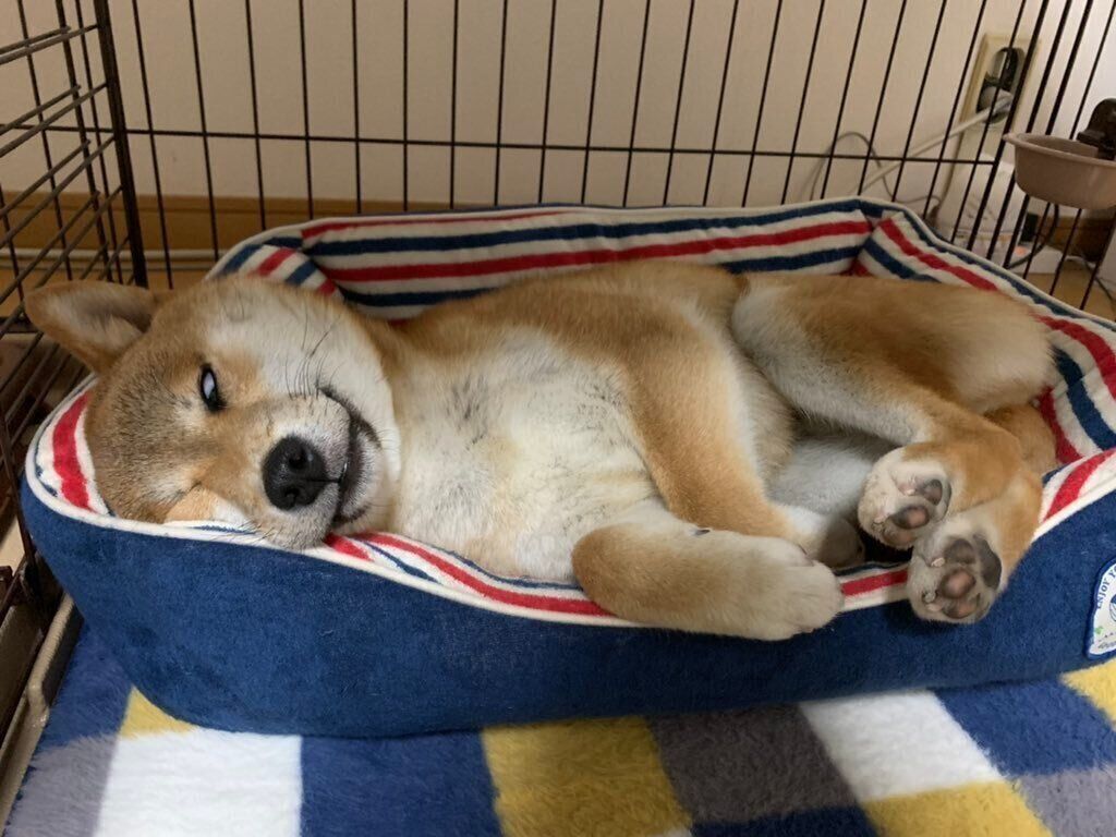 白目をむくいそべくん