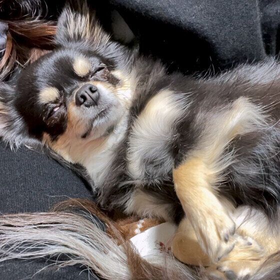 チワワの快くん