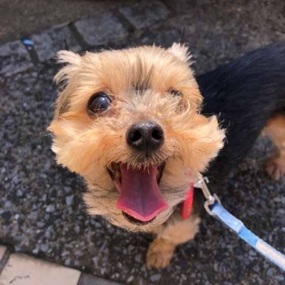 お散歩するヨークシャー・テリア