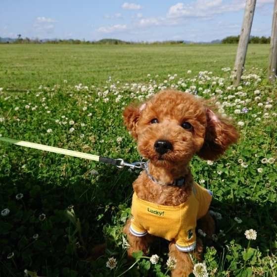 お散歩するトイ・プードル