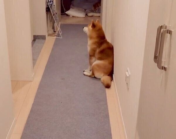 ママさんの帰りを待つこむぎくん