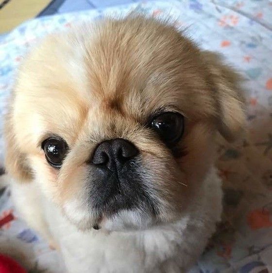 見つめるペキニーズ