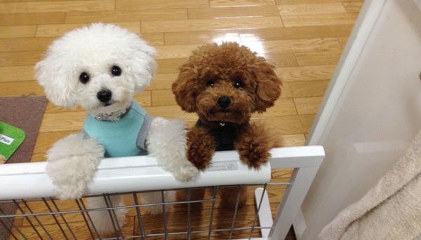 見つめるトイ・プードル