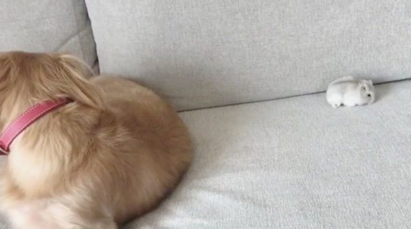 ミニチュア・ダックスフンドとハムスター