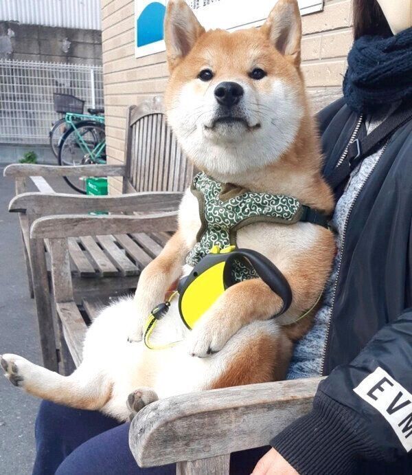 休憩するこむぎくん