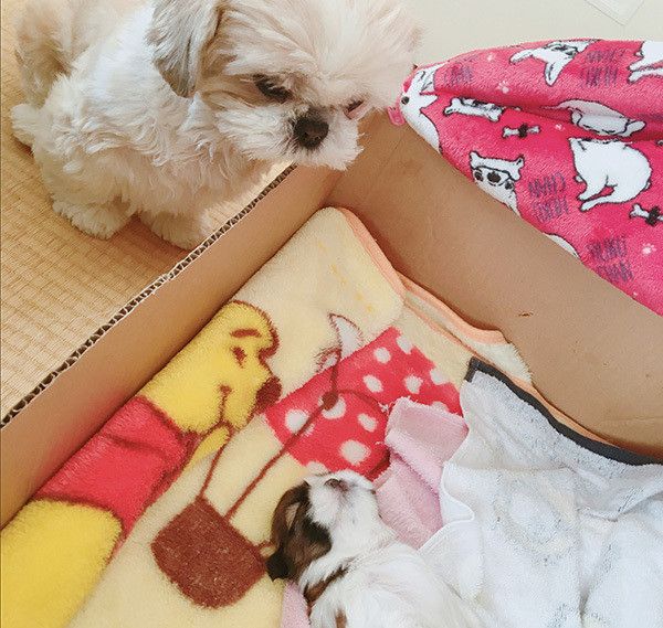 シー・ズーの母子