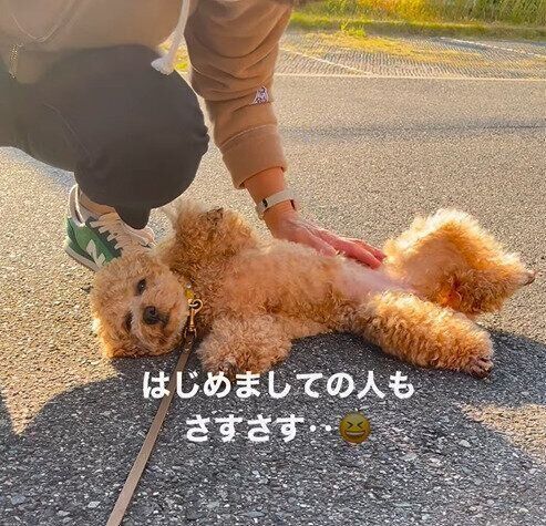 はじめましての人にさすさすしてもらうモモちゃん