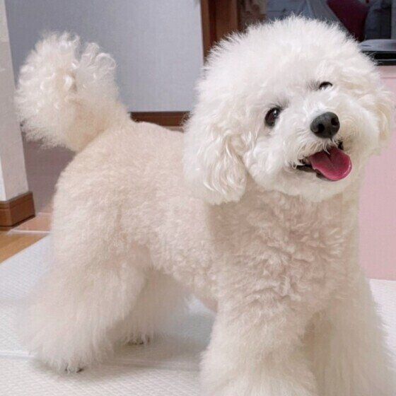 トイ。プードルのマリーちゃん