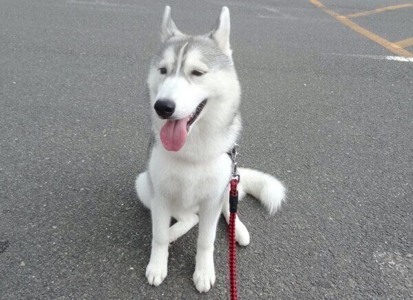 眉毛があるシルビアちゃん