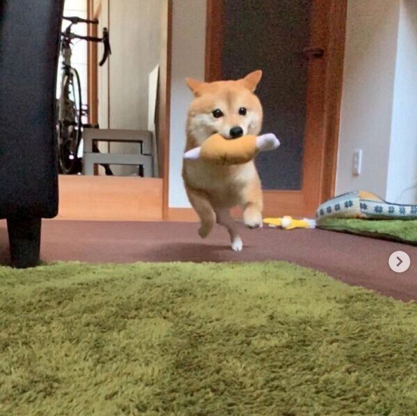 おもちゃで遊ぶソラくん