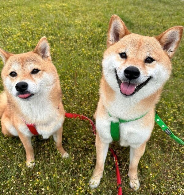 散歩を楽しむ富くん、福ちゃん