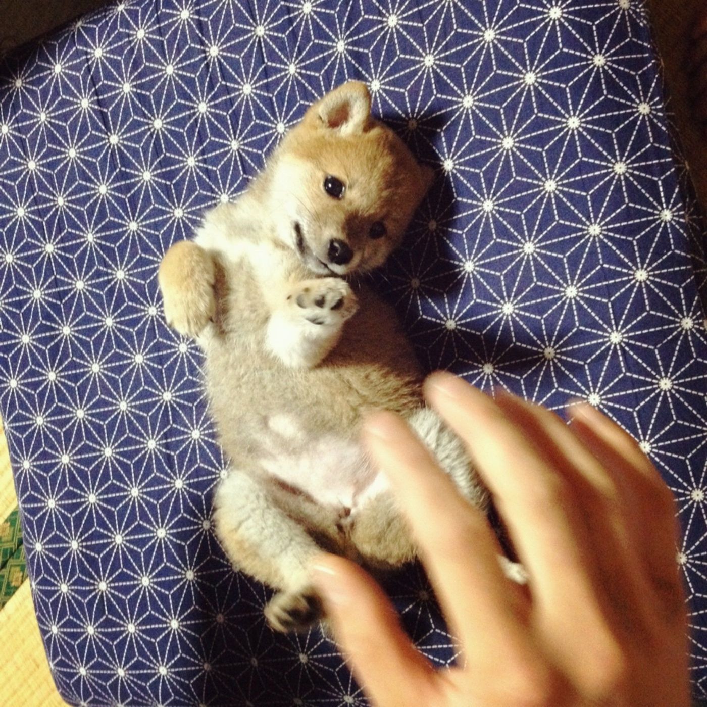 新連載 柴犬ももと猫たち Vol 2 どんな名前にしよう いぬのきもちweb Magazine 新連載 柴犬ももと猫たち Vol 2 どんな名前にしよう いぬのきもちweb Magazine