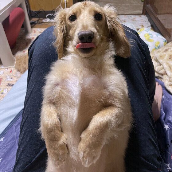 カニーンヘン・ダックスフンドのそらくん