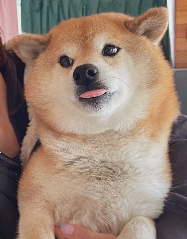 舌をペロッとするえまちゃん