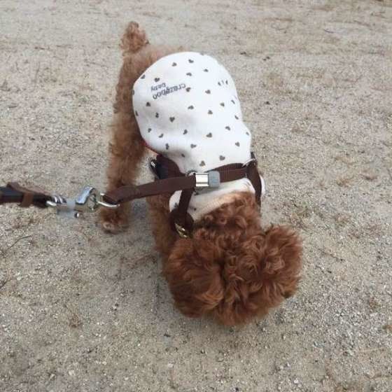 散歩中のトイプードル