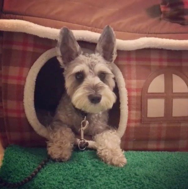 見つめるミニチュア・シュナウザー