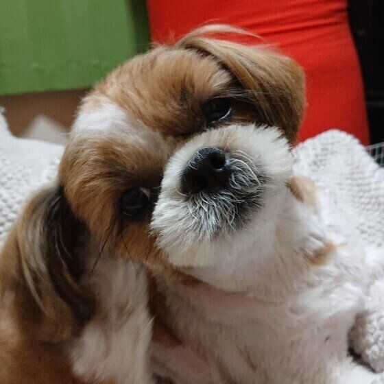 シー・ズーのゆうちゃん