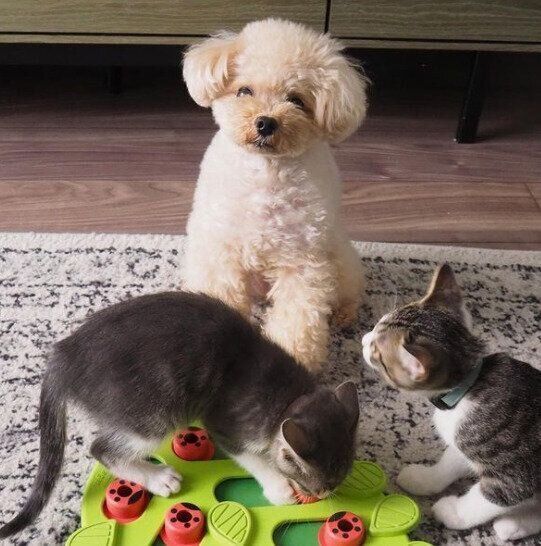 くるみたんと保護猫