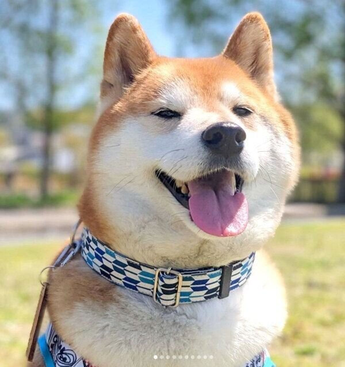 帰宅したママを出迎える2頭の柴犬 対照的すぎる反応 が見ていて笑っちゃう いぬのきもちweb Magazine 帰宅したママを出迎える2頭の柴犬 対照的すぎる反応 が見ていて笑っちゃう いぬのきもちweb Magazine