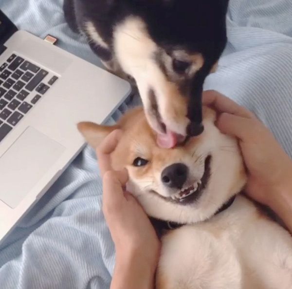 顔面マッサージでニコニコする柴犬