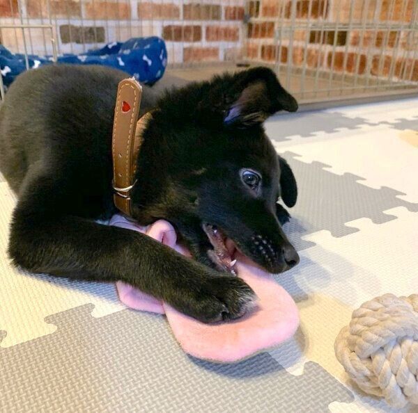 おもちゃで遊ぶはなちゃん