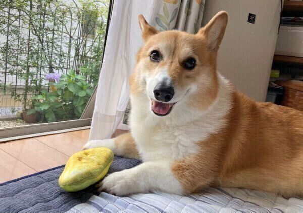 おもちゃで遊ぶベルちゃん