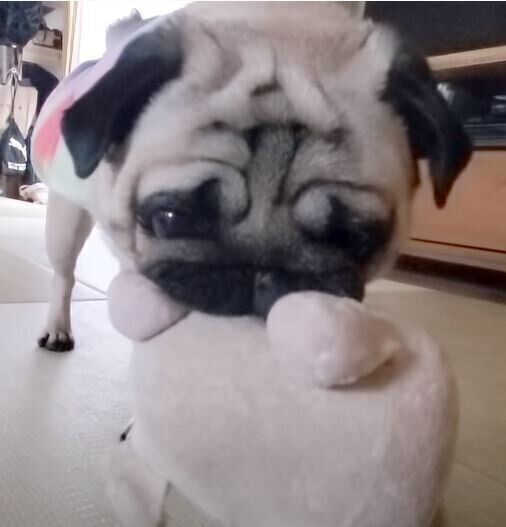 ぬいぐるみをくわえるパグ