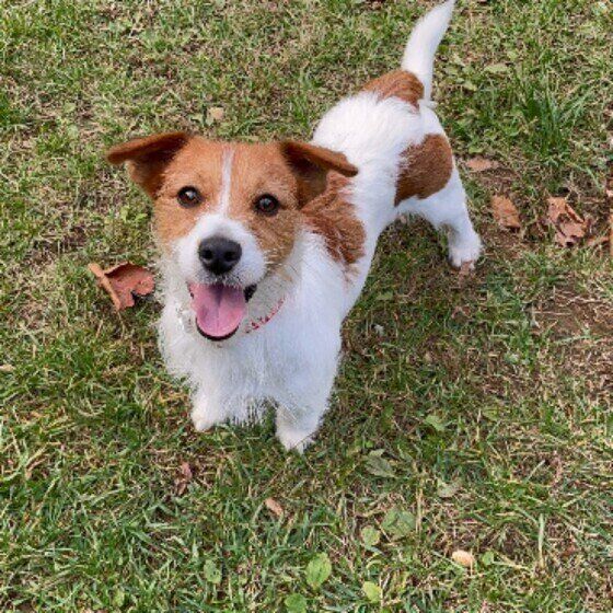 犬がストレスを感じる3つの生活習慣 家族内のケンカで犬が困惑してしまうかも いぬのきもち